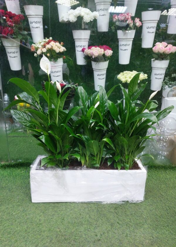 Peace Lily plants in a white rectangular planter, air-purifying indoor plants for offoce and homes.