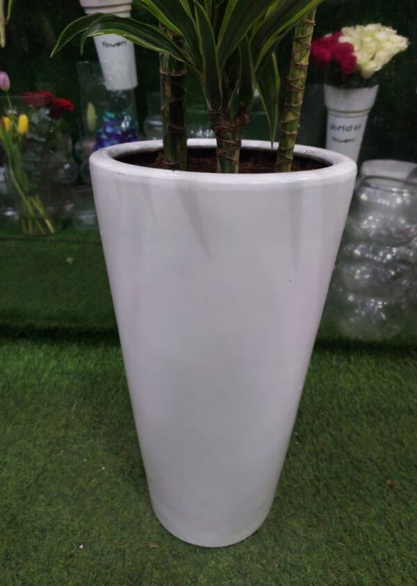 Dracaena Lemon Lime Plant in a sleek white planter, perfect for indoor spaces