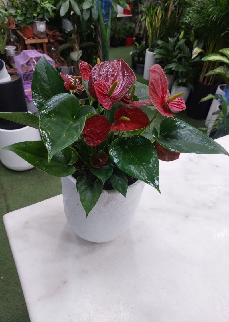 Anthurium Plant – Elegant Indoor Flowering Plant