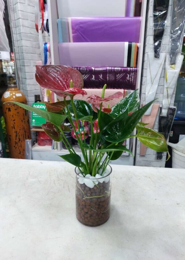 Hydroponic Anthurium Plant in Glass Vase with Vibrant Red Flowers for Indoor Decor in Dubai