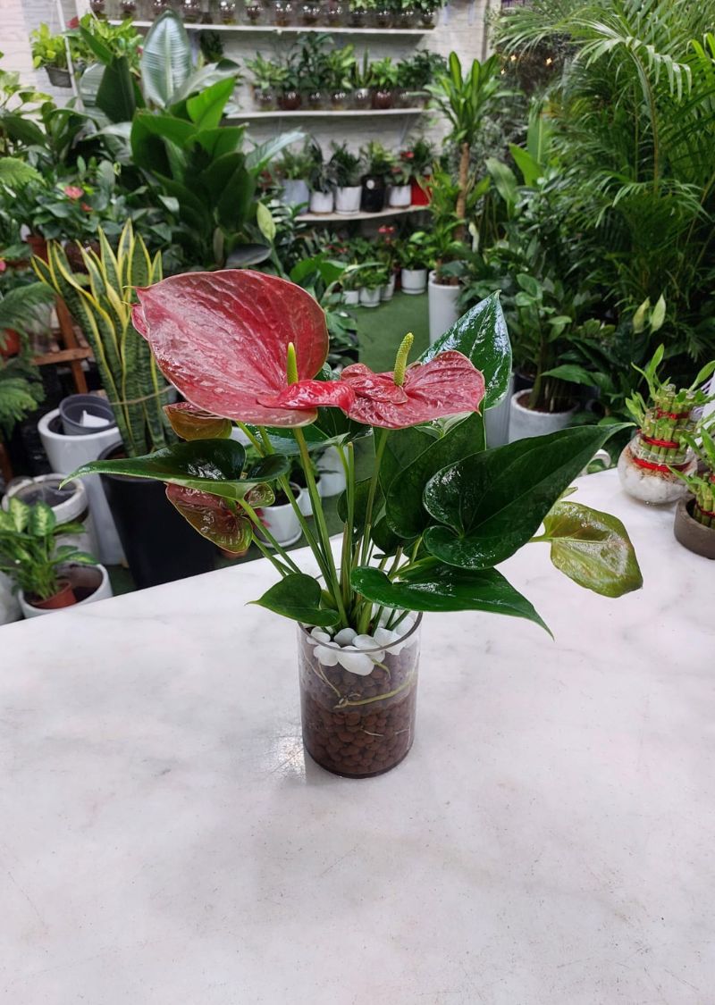 Hydroponic Anthurium Plant – Dubai Indoor Plants