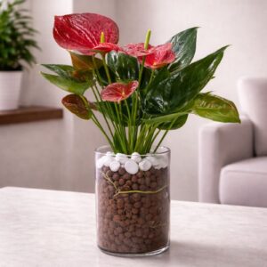 Hydroponic Anthurium Plant in Glass Vase with Vibrant Red Flowers for Indoor Decor in Dubai