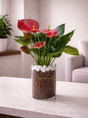 Hydroponic Anthurium Plant in Glass Vase with Vibrant Red Flowers for Indoor Decor in Dubai