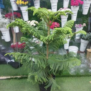 This plant is not only visually stunning but also a versatile choice for anyone looking to add a touch of greenery to their interiors. Its soft needles and natural symmetry make it a favorite for plant enthusiasts in Dubai.