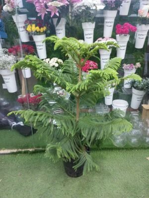 This plant is not only visually stunning but also a versatile choice for anyone looking to add a touch of greenery to their interiors. Its soft needles and natural symmetry make it a favorite for plant enthusiasts in Dubai.