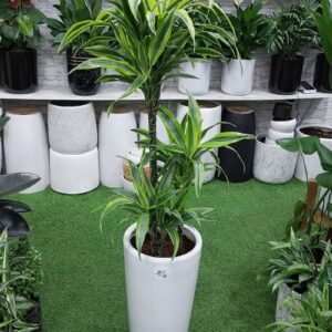 Dracaena Lemon Lime plant in a white ceramic pot, ideal for indoor decoration in Dubai homes and offices.