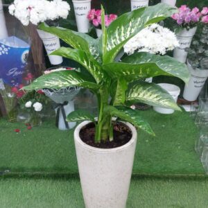 Dieffenbachia Plant Dubai in Tall White Pot