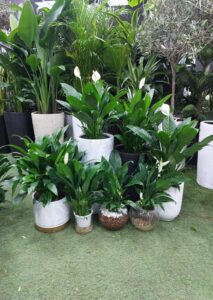 Beautiful Peace Lily Plants in Dubai – Elegant Indoor Greenery.