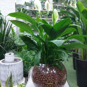 Hydroponic Peace Lily Plant in round glass vase with LECA balls, air-purifying indoor plant for home and office décor.