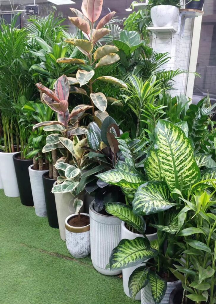 Indoor Plants rental for events, offices and homes.