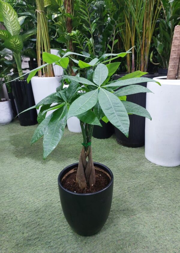 Braided Money Tree Plant in black pot for sale in Dubai indoor plant shop