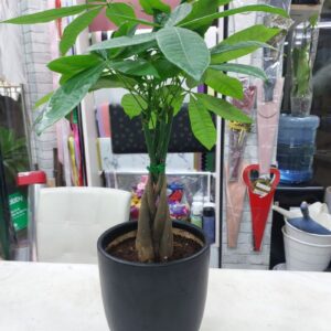 Braided Money Tree Plant in black pot for sale in Dubai indoor plant shop