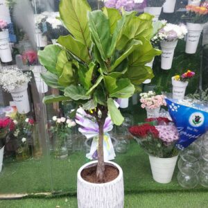 Fiddle leaf fig indoor plant with broad green leaves in a textured white ceramic pot placed inside a flower shop