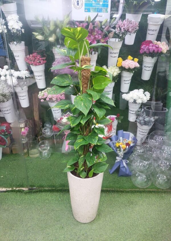 160cm tall Money Plant climbing on moss pole in decorative pot – large indoor air-purifying plant for office and home decor