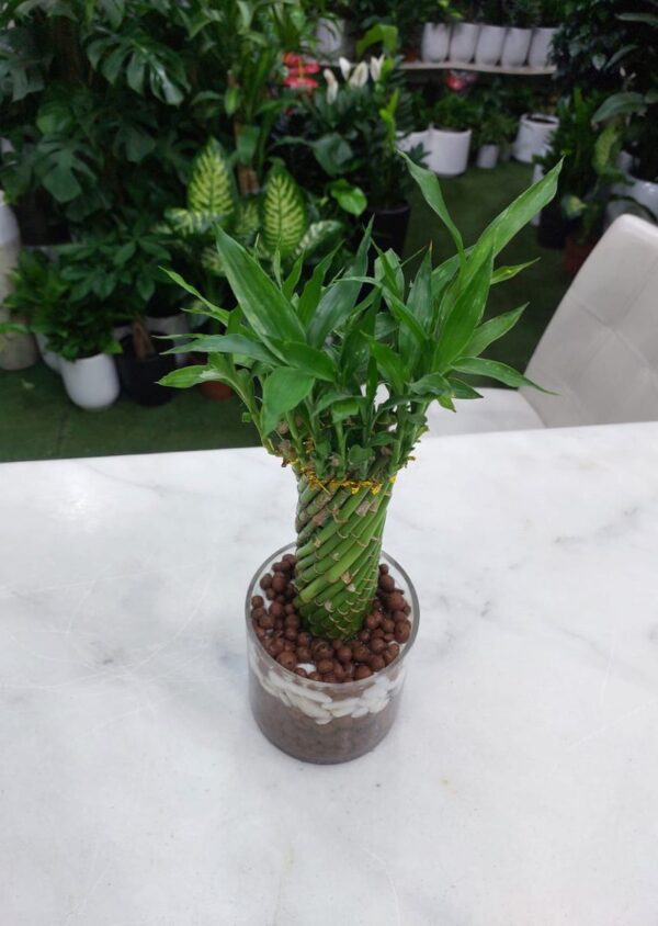 Spiral lucky bamboo arrangement in a glass vase with decorative pebbles on a white table in an indoor plant store