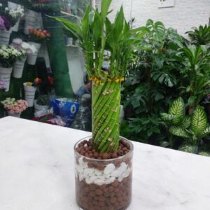 Twisted spiral lucky bamboo arrangement in a clear glass vase layered with white and brown decorative pebbles, ideal for gifting or indoor decor