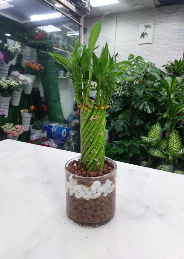 Twisted spiral lucky bamboo arrangement in a clear glass vase layered with white and brown decorative pebbles, ideal for gifting or indoor decor