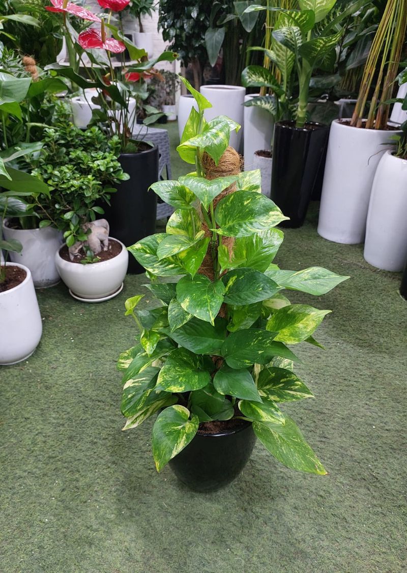80cm Money Plant in Black Pot – Indoor Air Purifying Plant Dubai