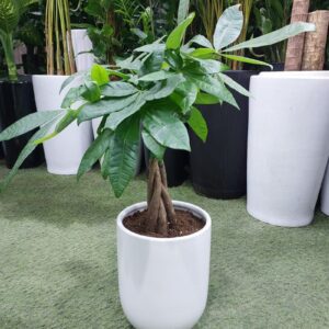 Braided Money Tree plant in white pot for indoor use in Dubai