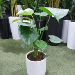 Lush Monstera Deliciosa indoor plant in a white ceramic pot, perfect for modern home and office décor in Dubai.