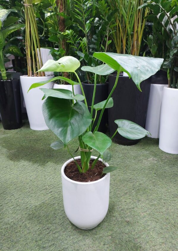Lush Monstera Deliciosa indoor plant in a white ceramic pot, perfect for modern home and office décor in Dubai.