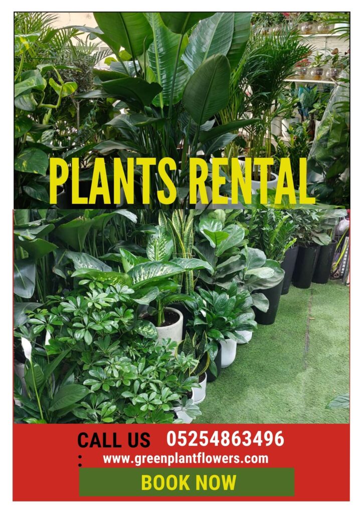 Lush green indoor plant rentals for offices and events in Dubai and Sharjah.