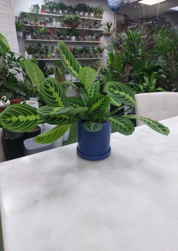 Prayer Plant (Maranta Leuconeura) – Live Indoor Houseplant - Image 2