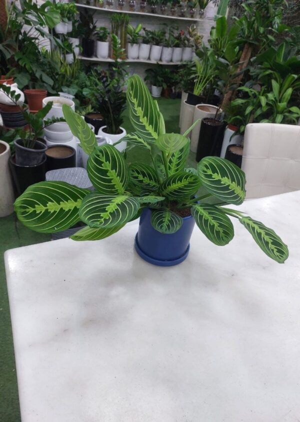 Prayer Plant (Maranta Leuconeura) – Live Indoor Houseplant - Image 3