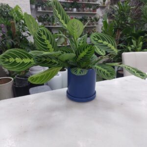 Prayer Plant (Maranta leuconeura) with patterned green leaves in a blue pot on a white table – indoor low light houseplant.