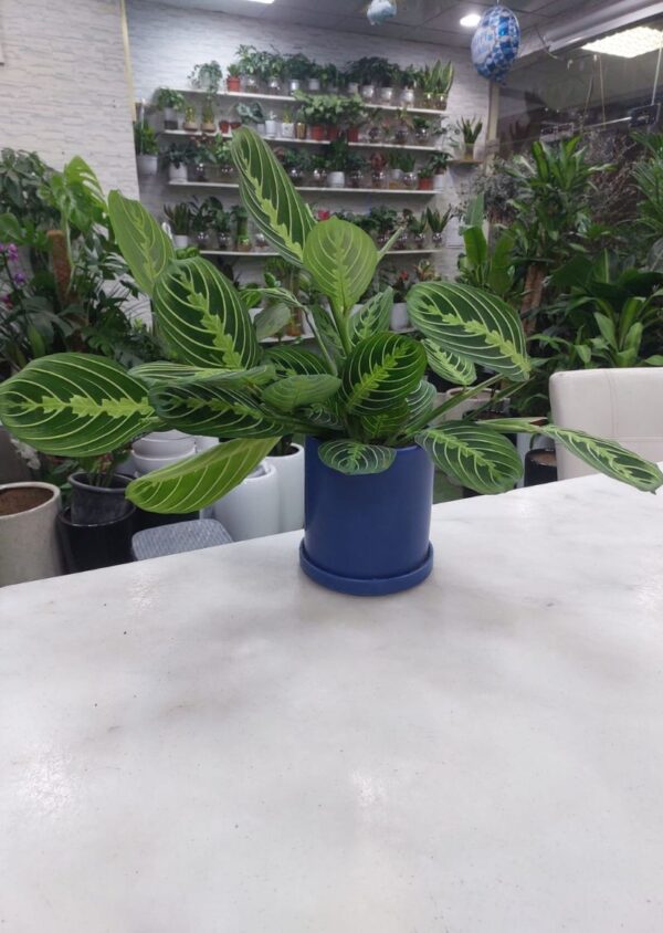 Prayer Plant (Maranta leuconeura) with patterned green leaves in a blue pot on a white table – indoor low light houseplant.