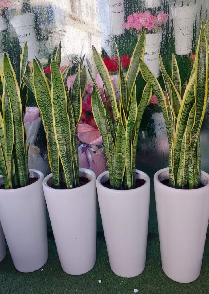 Snake plant (Sansevieria) – a stylish, low-maintenance air-purifying plant for homes and offices.