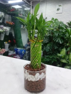 Spiral lucky bamboo gift set in hydro-stone glass vase - Dubai