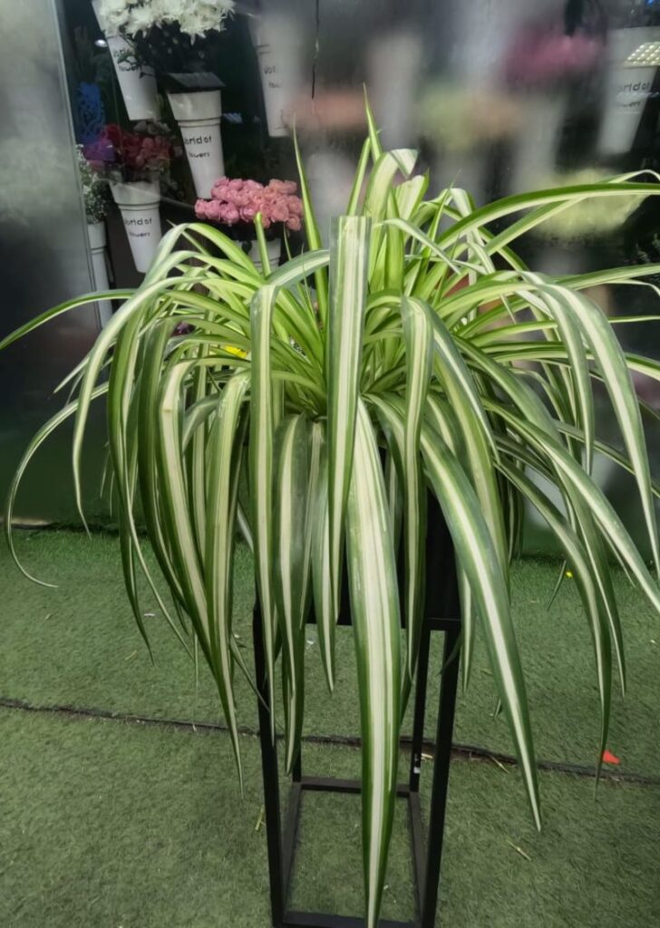 Spider Plant in ceramic pot – best indoor plant in UAE