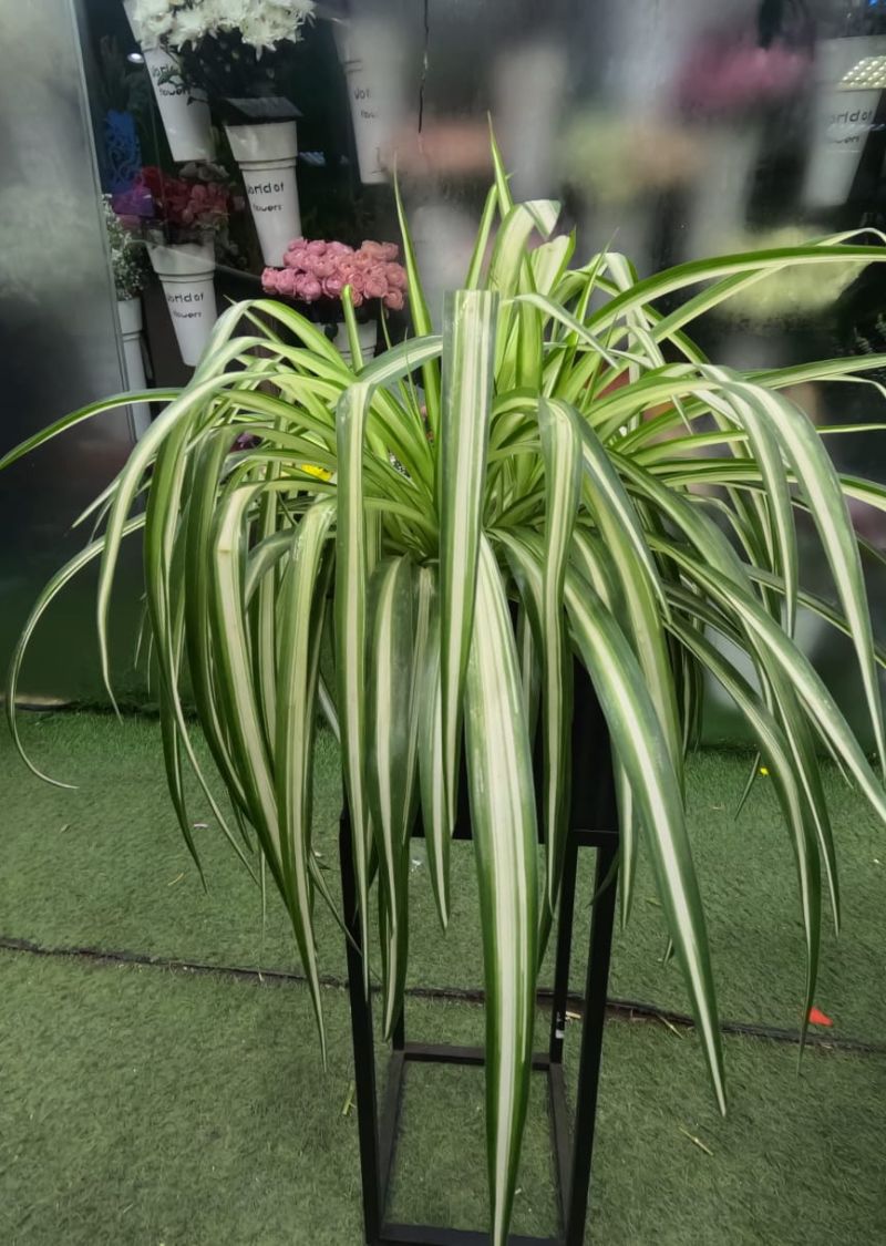Spider Plant in Soil Pot – Best Indoor Air Purifying Plant in UAE