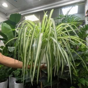 Spider Plant – Air Purifying Indoor Plant in Dubai UAE