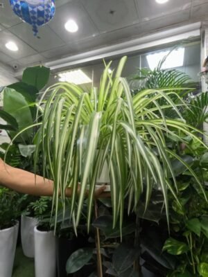 Spider Plant – Air Purifying Indoor Plant in Dubai UAE