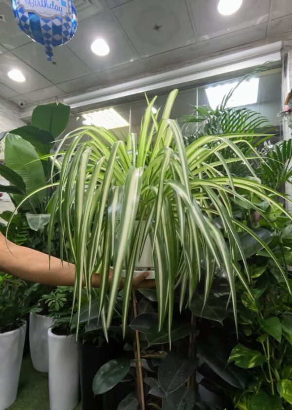Spider Plant – Air Purifying Indoor Plant in Dubai UAE