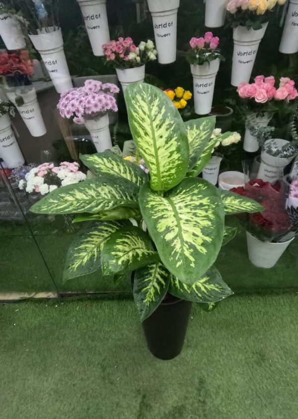 Dieffenbachia Potted Plant – Elegant Indoor Greenery for Home & Office UAE - Image 2