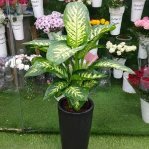 Dieffenbachia potted plant – indoor green plant for home and office UAE.
