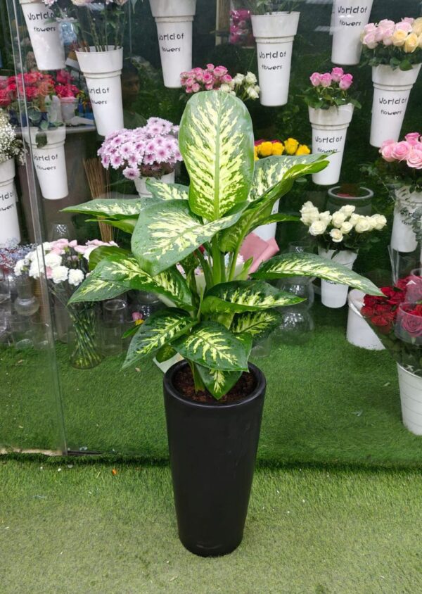 Dieffenbachia potted plant – indoor green plant for home and office UAE.