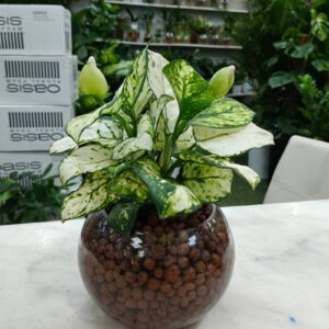 Hydroponic Aglaonema plant in a round glass bowl with clay pebbles – water-grown indoor plant UAE