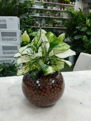 Hydroponic Aglaonema plant in a round glass bowl with clay pebbles – water-grown indoor plant UAE