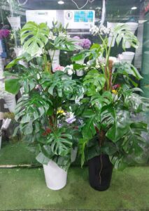 Monstera Deliciosa indoor plant in decorative pot at a flower and plant shop in Sharjah, UAE – best large green plant for home or office