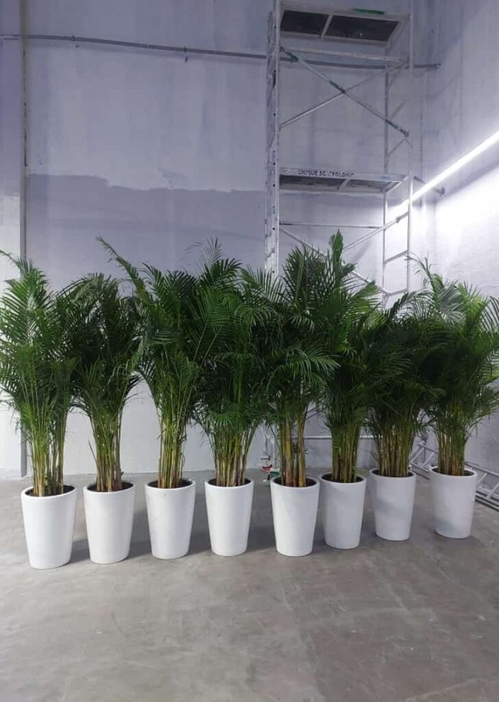 Plant rental Dubai World Trade Centre.