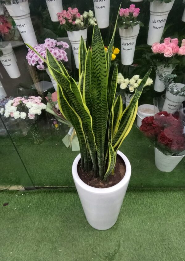 Snake plant – low maintenance indoor air purifying plant in pot UAE