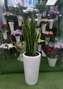 Snake Plant – Best Air Cleaning Indoor Plant for UAE Homes.