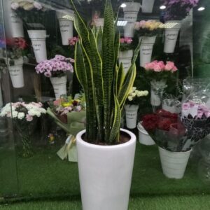 Snake Plant – Best Air Cleaning Indoor Plant for UAE Homes.