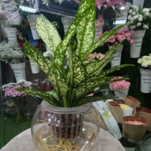 Green Aglaonema Water Plant in Glass Bowl -Hydroponic Indoor Plant Dubai