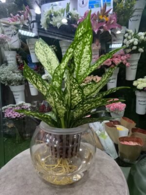 Green Aglaonema Water Plant in Glass Bowl -Hydroponic Indoor Plant Dubai