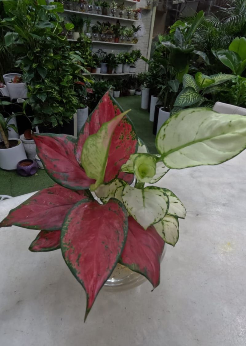 Colourful Aglaonema Plant in Glass Bowl – Hydroponic Indoor Beauty